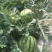 夏宝西瓜，山西运城夏县，小薄皮大红瓤，头茬无籽