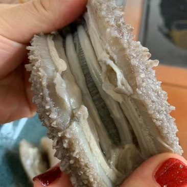 会所高口鲜食海参0添加鲜糯弹劲道**口