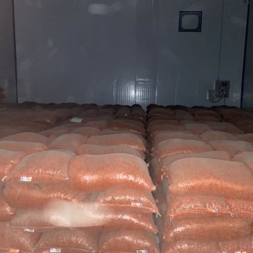 出售1000+吨库存油莎豆，价格电联。