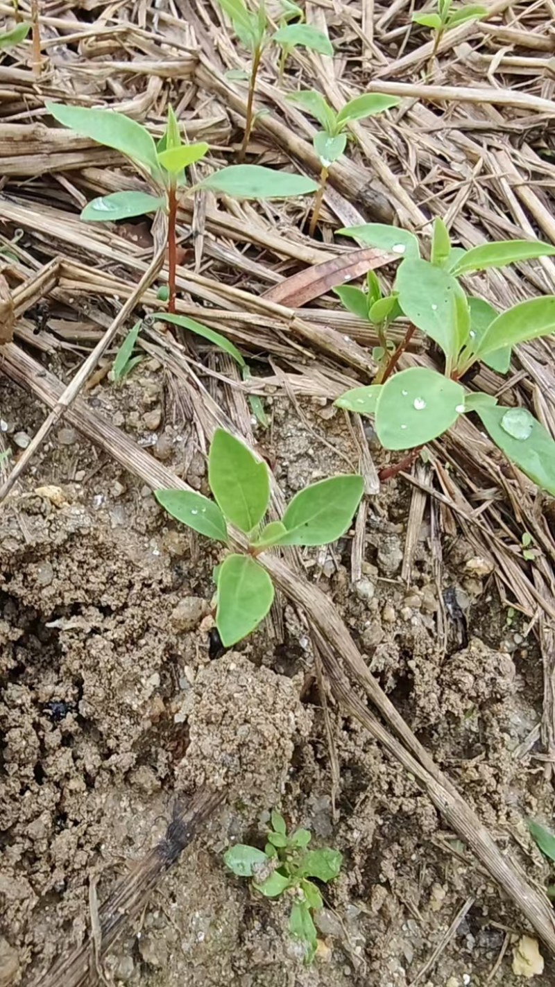 木姜子又名山仓子芽苗