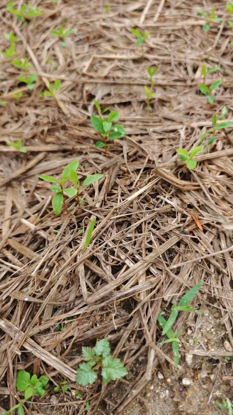 木姜子又名山仓子芽苗