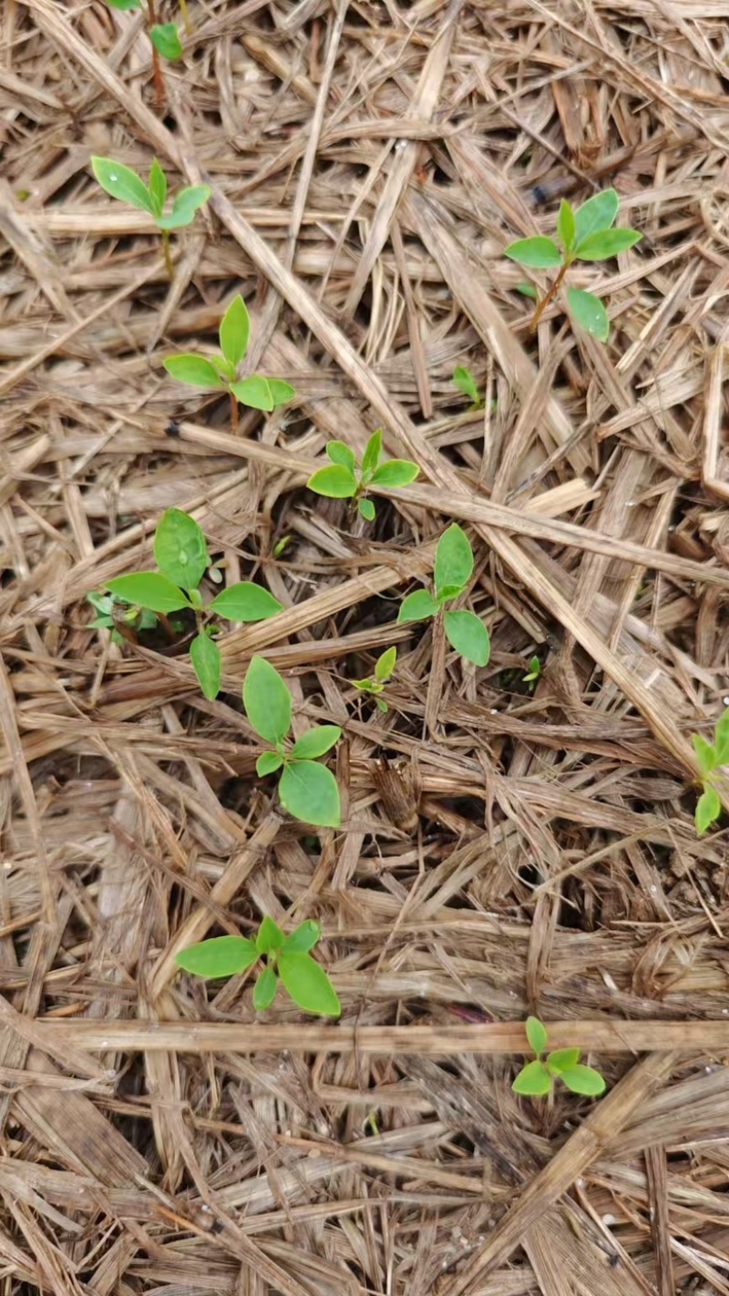 木姜子又名山仓子芽苗