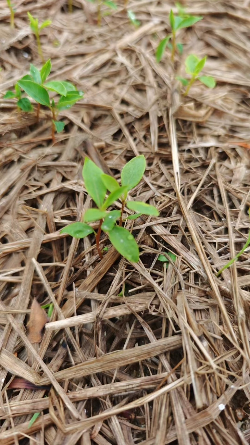 木姜子又名山仓子芽苗