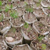 河南湿地松芽苗绿化苗木乔灌木大量新鲜上市