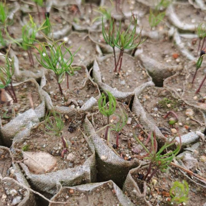 河南湿地松芽苗绿化苗木乔灌木大量新鲜上市