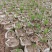 河南湿地松芽苗绿化苗木乔灌木大量新鲜上市