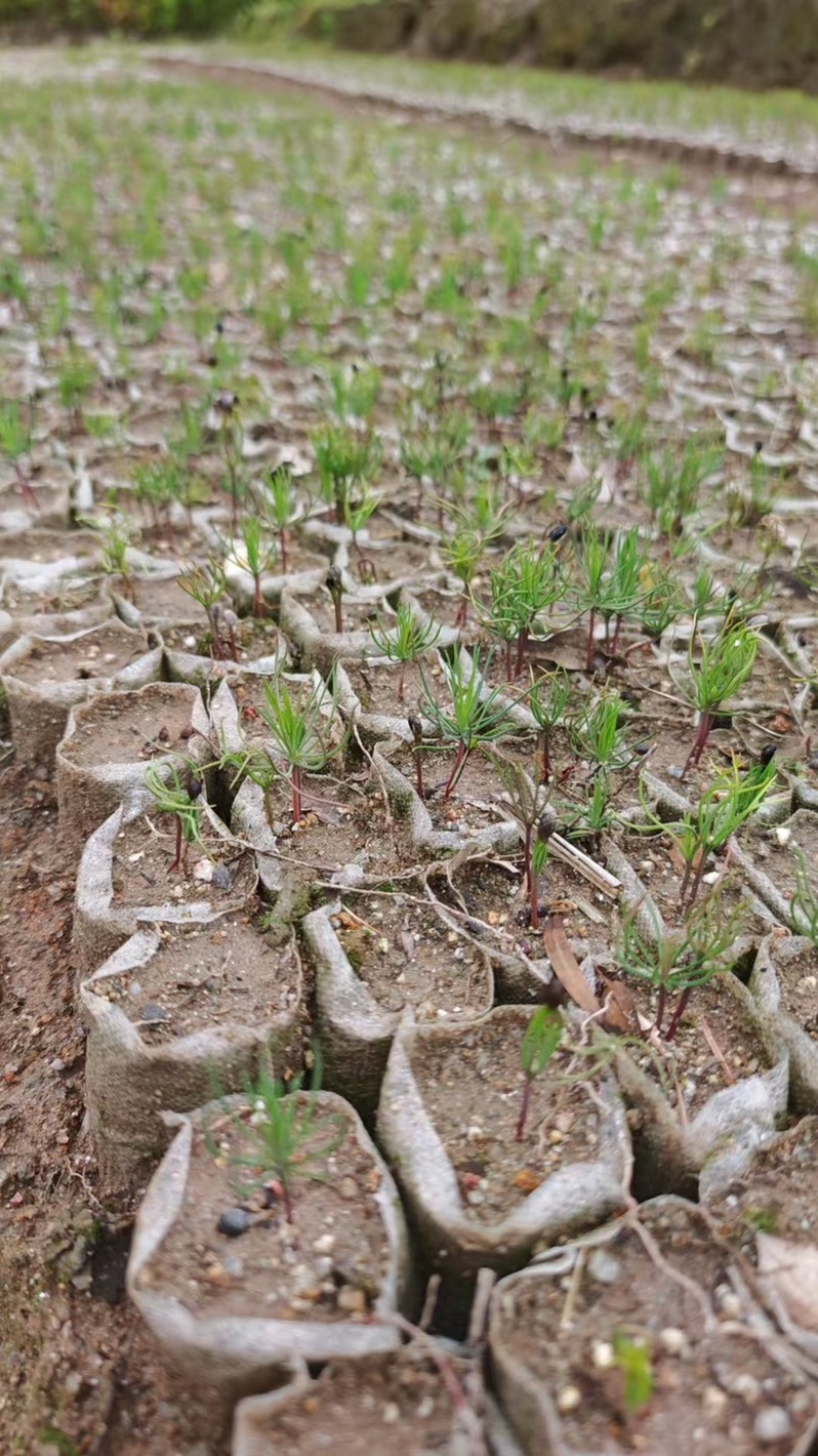 河南湿地松芽苗绿化苗木乔灌木大量新鲜上市