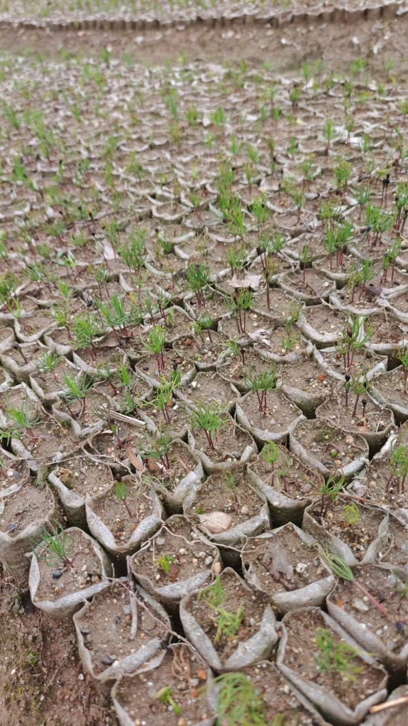河南湿地松芽苗绿化苗木乔灌木大量新鲜上市