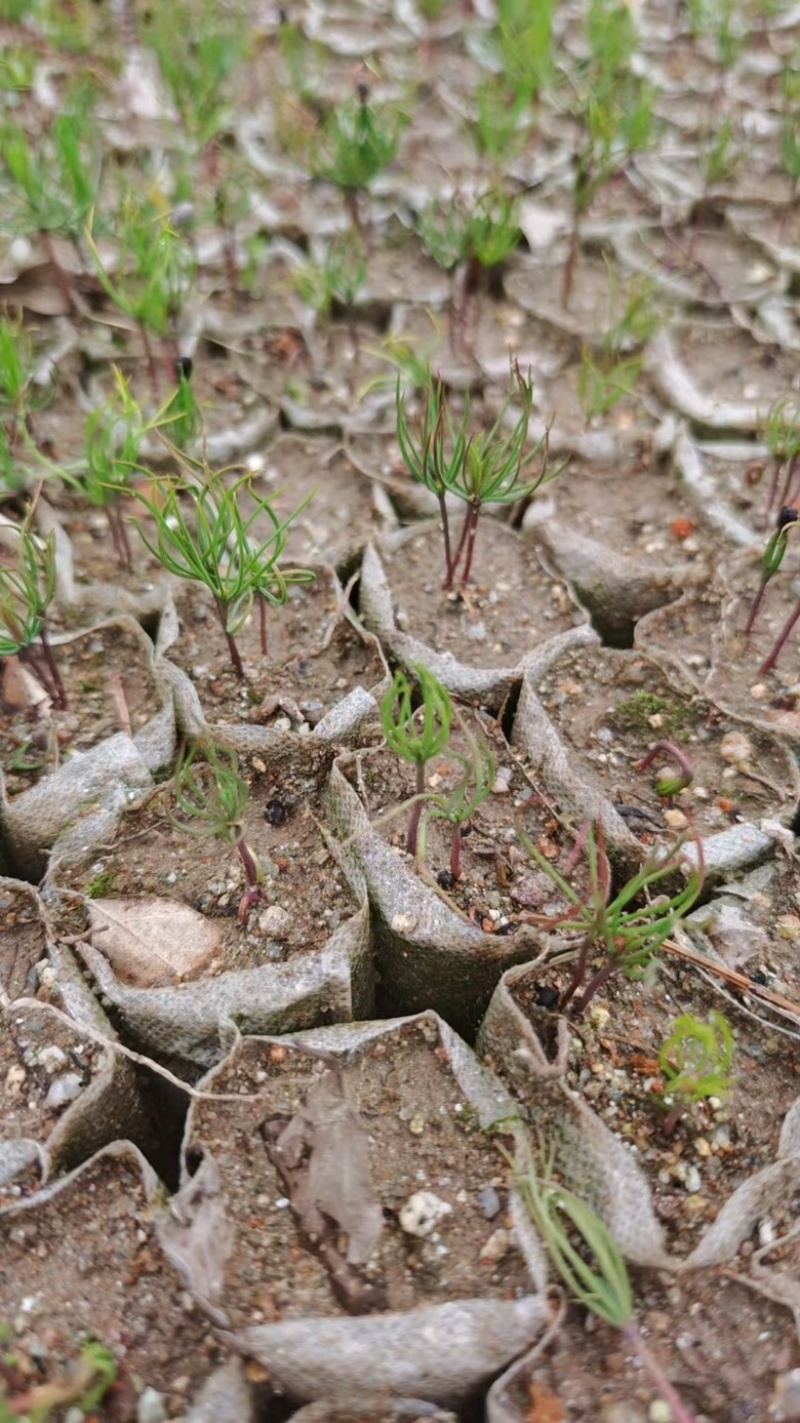 河南湿地松芽苗绿化苗木乔灌木大量新鲜上市