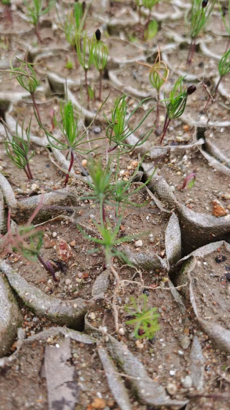 河南湿地松芽苗绿化苗木乔灌木大量新鲜上市