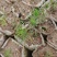 河南湿地松芽苗绿化苗木乔灌木大量新鲜上市