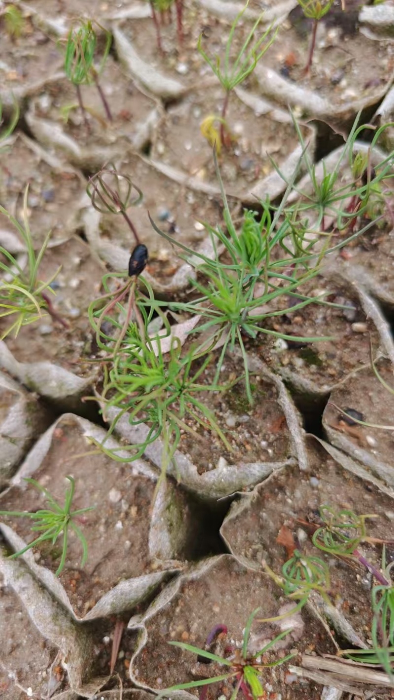 河南湿地松芽苗绿化苗木乔灌木大量新鲜上市
