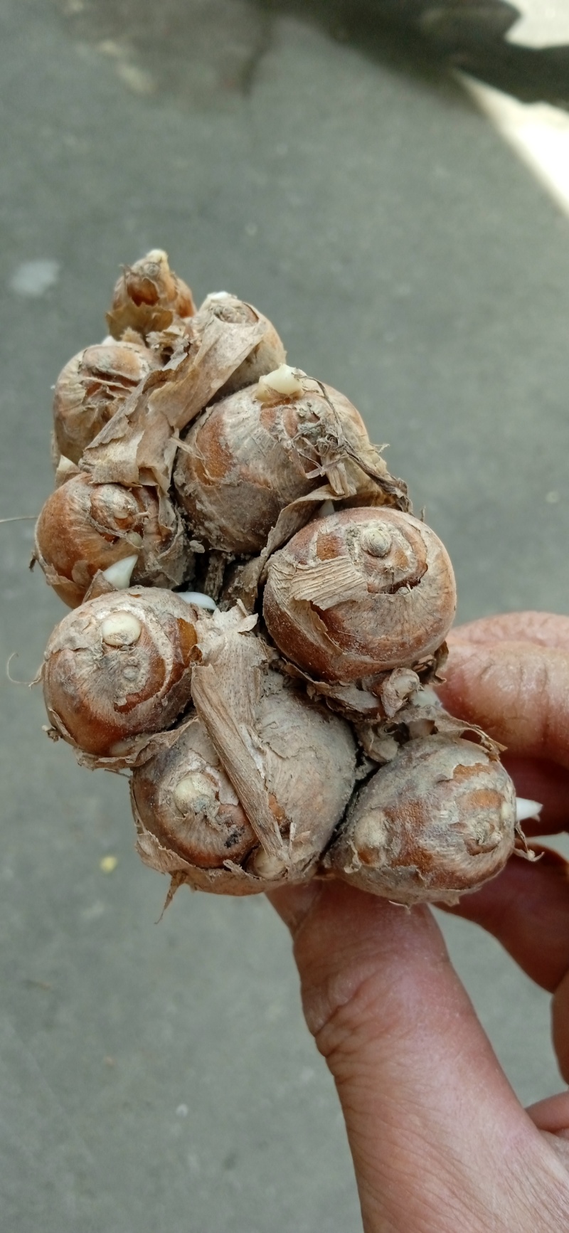 沙姜种