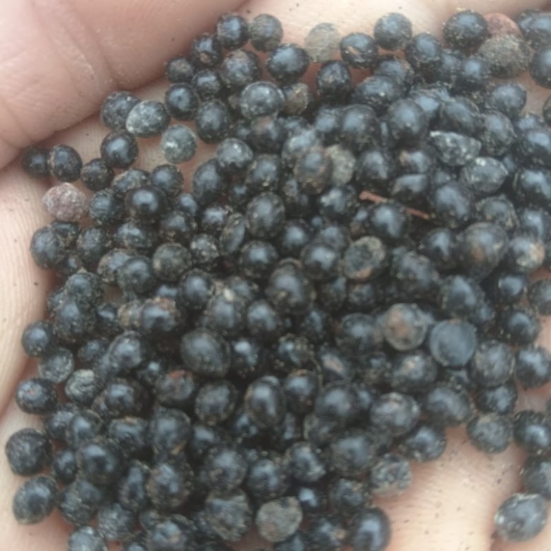 椒目，花椒种子，批发零售，一手货源