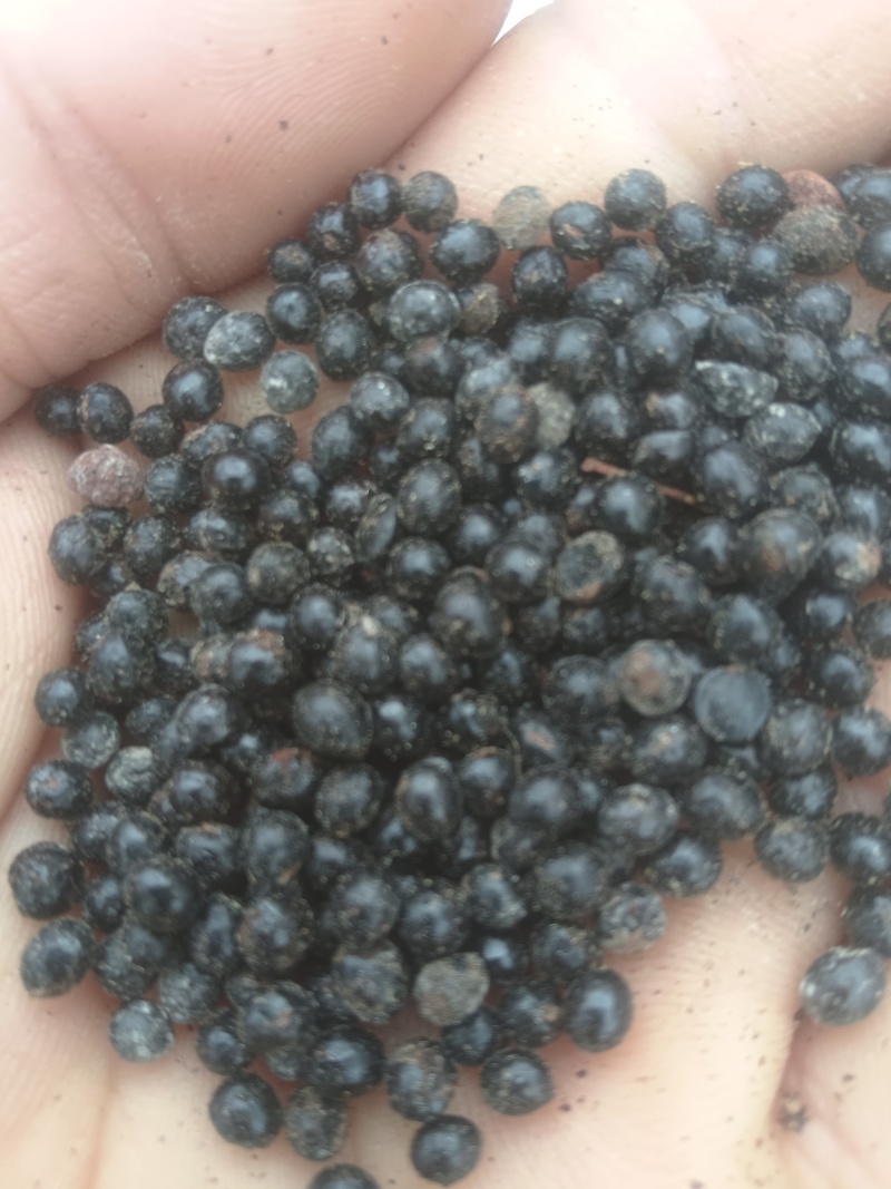 椒目，花椒种子，批发零售，一手货源