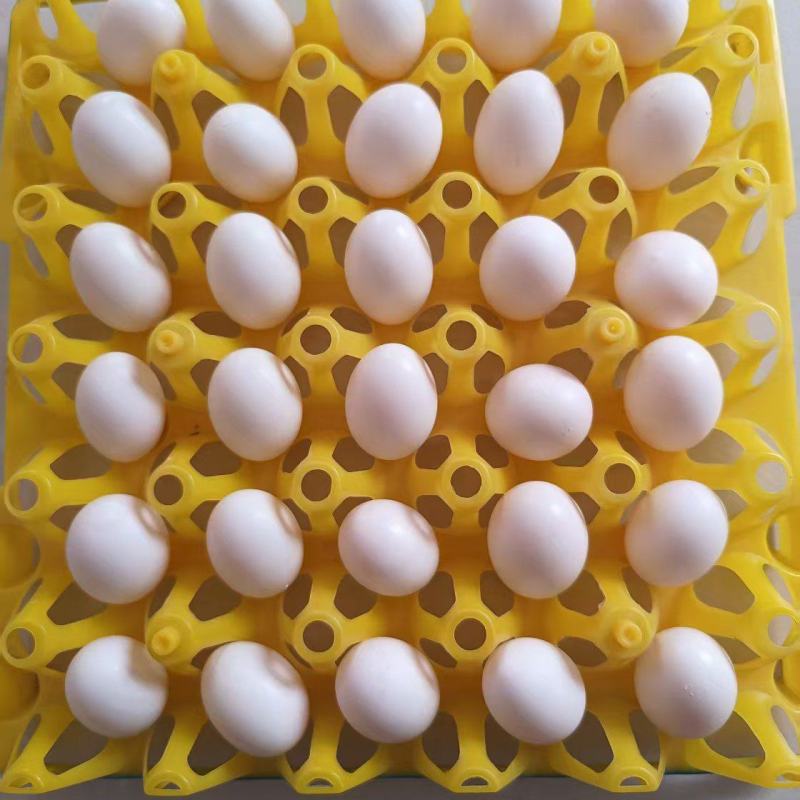 农家鸽子蛋，杂粮喂养，蛋清透明，口感细腻。老少皆宜。