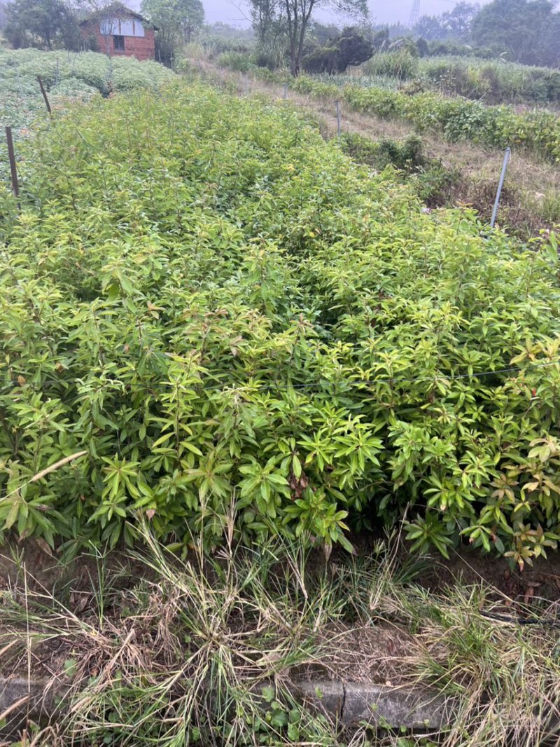 木荷杯苗）邹家苗圃大量供应木荷，欢迎老板来电咨询