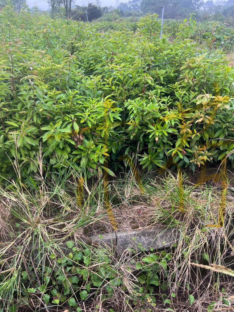 木荷杯苗）邹家苗圃大量供应木荷，欢迎老板来电咨询