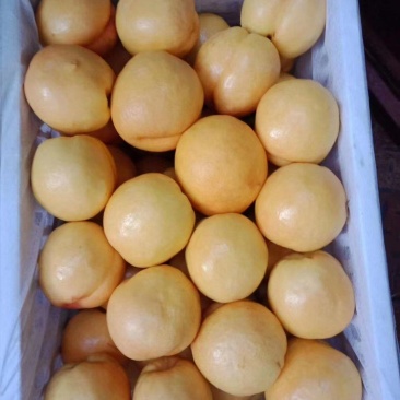 中国蜜桃之都蒙阴蜜桃山东蒙阴黄油桃脆桃毛桃油蟠桃