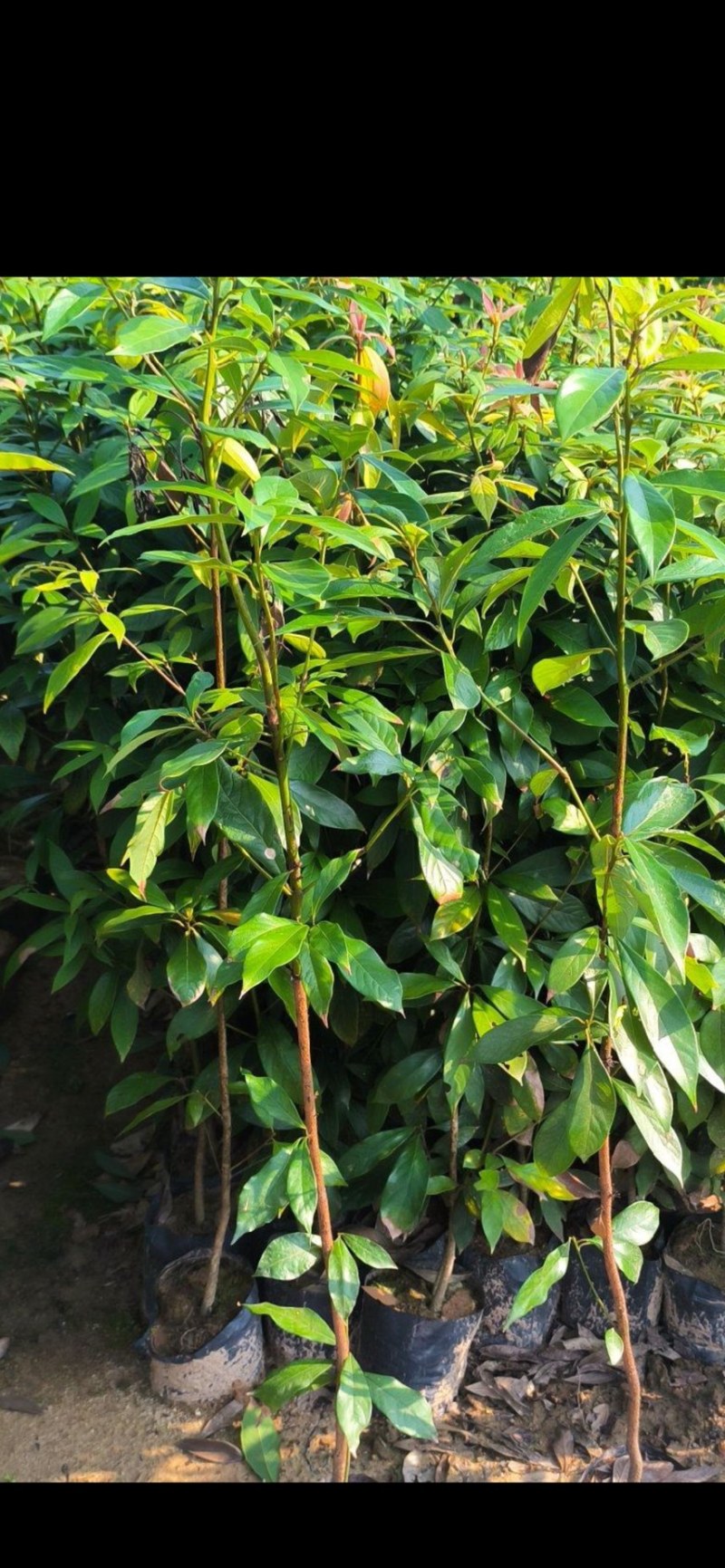 楠木）奉新县邹家苗圃基地大量供应，品质保证诚信第一