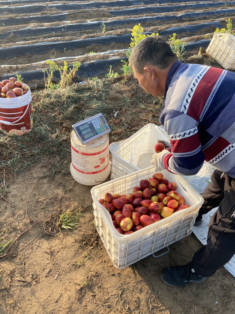 大棚黄肉油桃大量供货对接多多仓社区团购市场直播电商代发