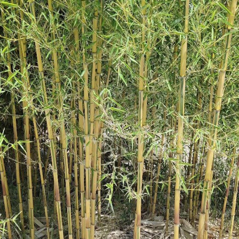 种植基地