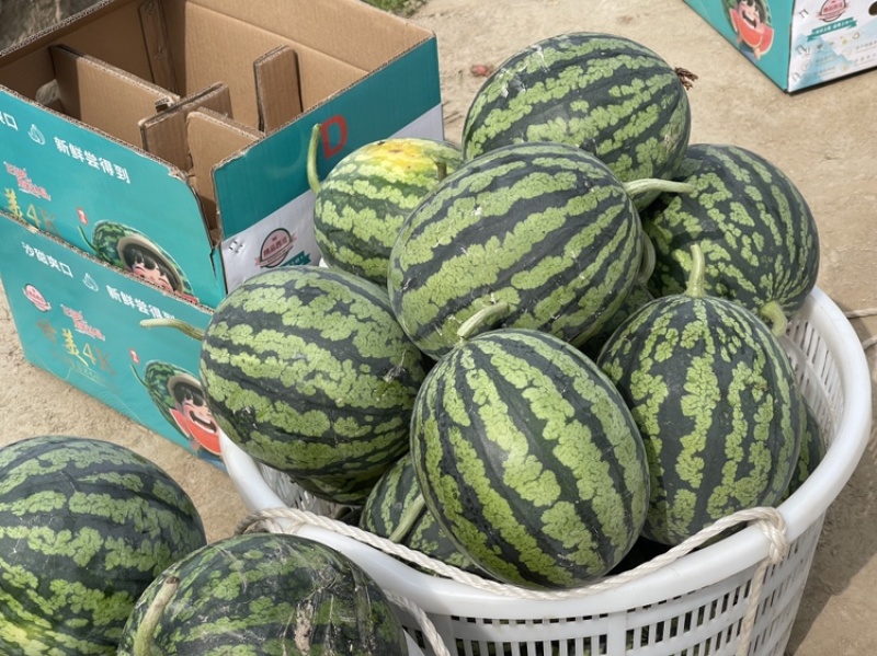 东台甘美4k产地直发对接全国档口商超团购