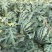 东台甘美4k产地直发对接全国档口商超团购