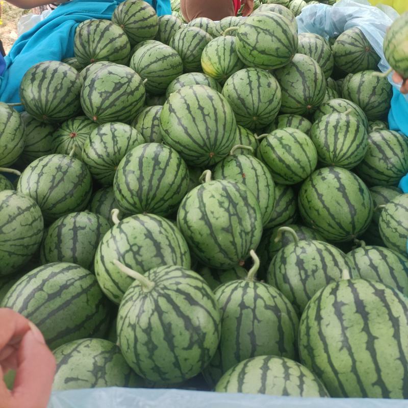 砀山小糖丸，全国发货货源充足产地直供欢迎致电
