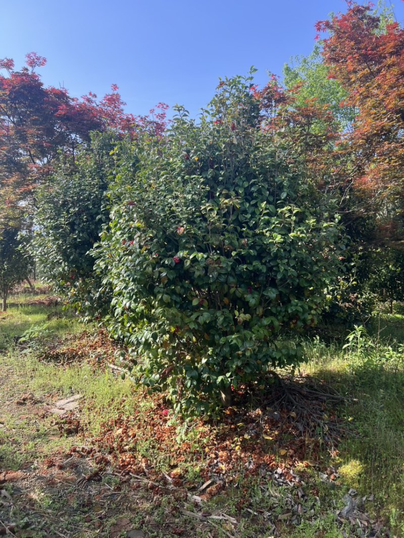 茶花）邹家苗圃基地大量供应大小不一的茶花品种保证品质诚信