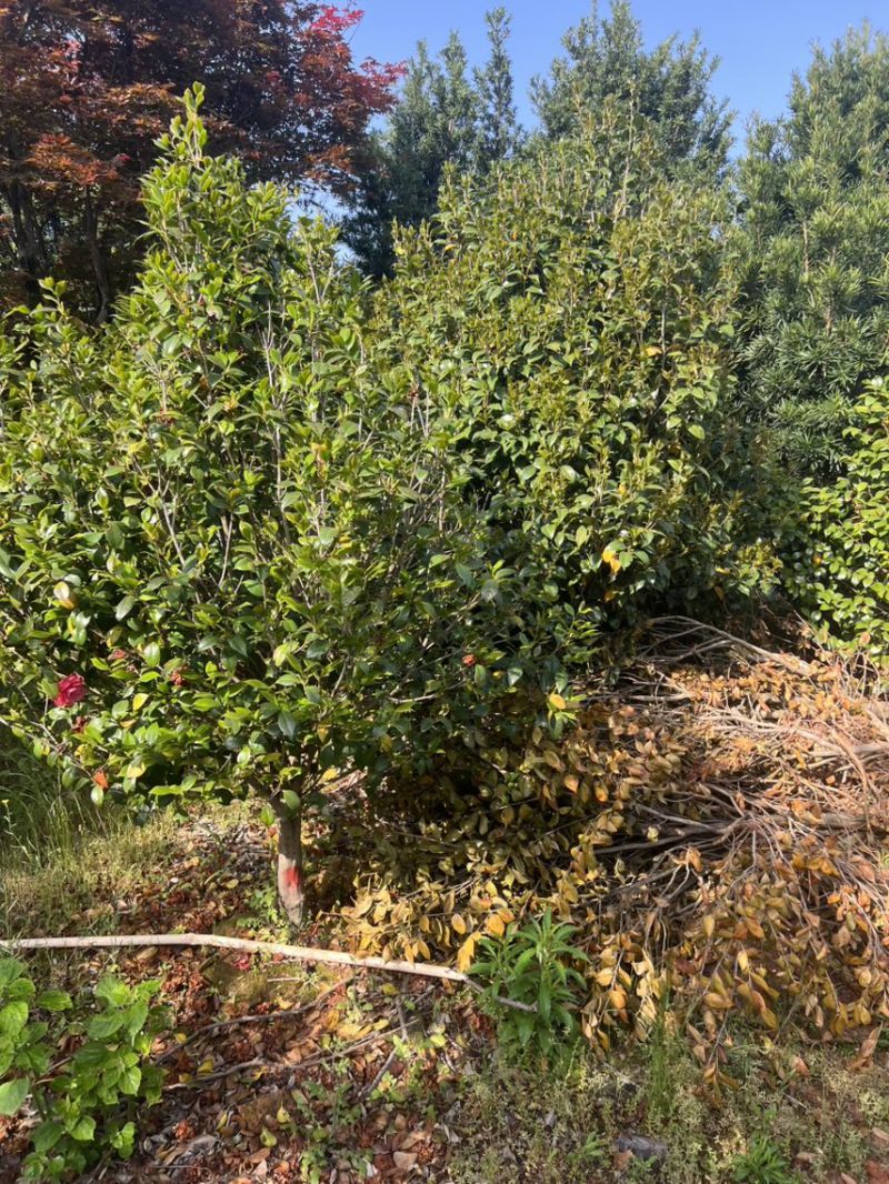 茶花）邹家苗圃基地大量供应大小不一的茶花品种保证品质诚信
