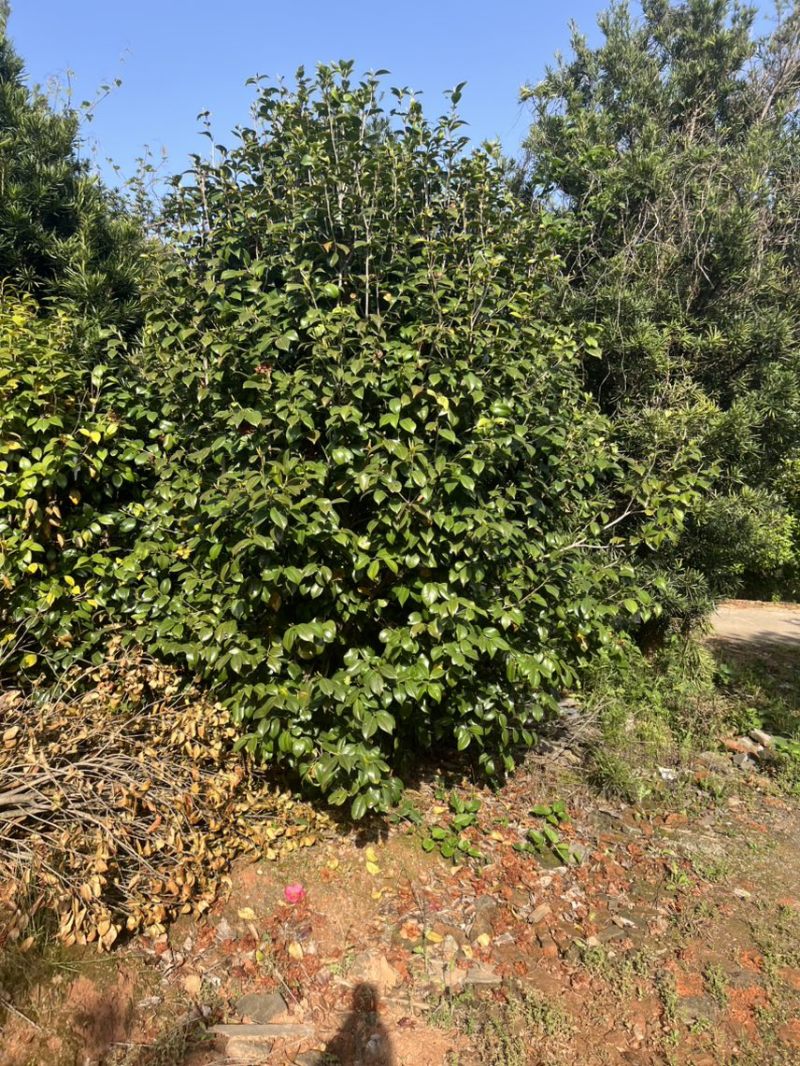 茶花）邹家苗圃基地大量供应大小不一的茶花品种保证品质诚信