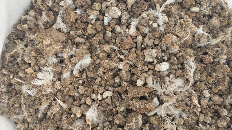 生物有机肥/动物粪便/晒干纯鹌鹑粪，颗粒鹌鹑粪，纯鸽子粪