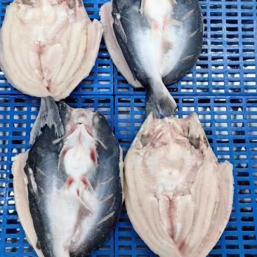 开背巴沙鱼，湄公鱼批发