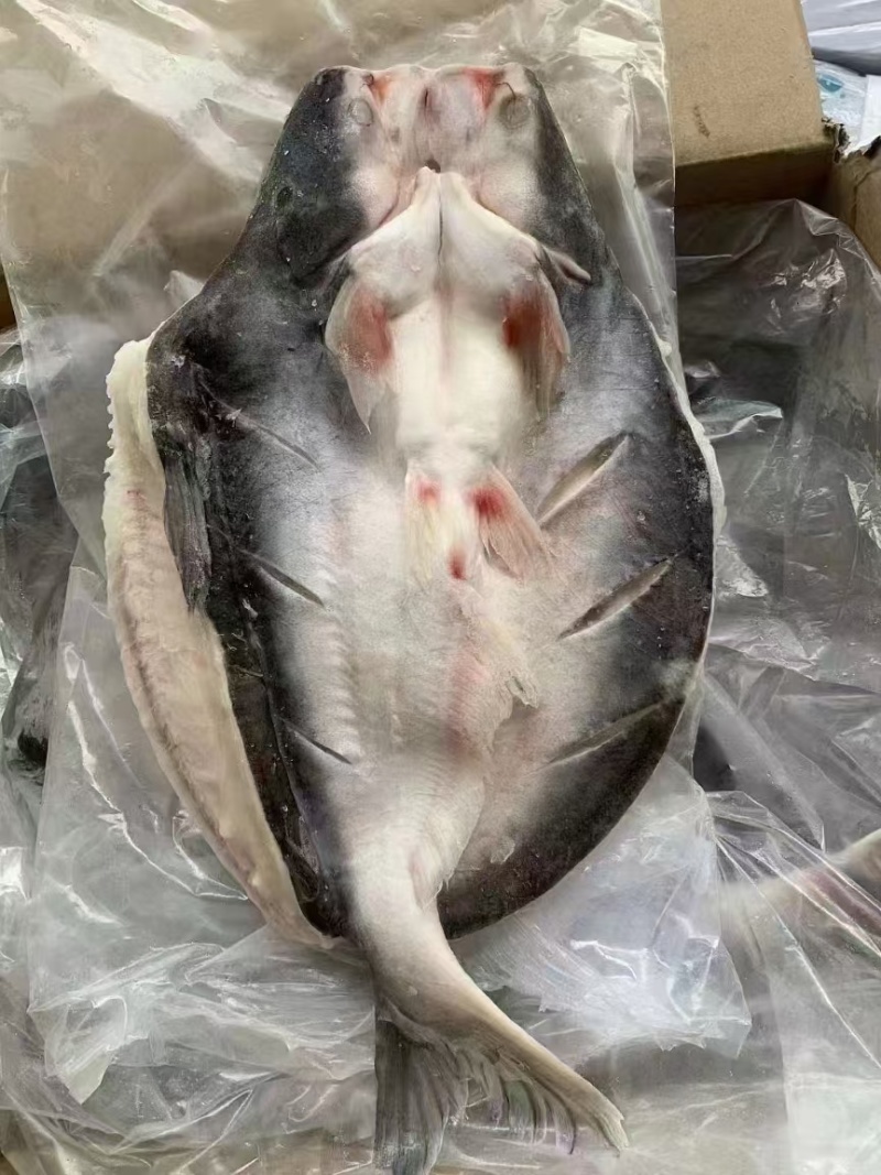 开背巴沙鱼，湄公鱼批发