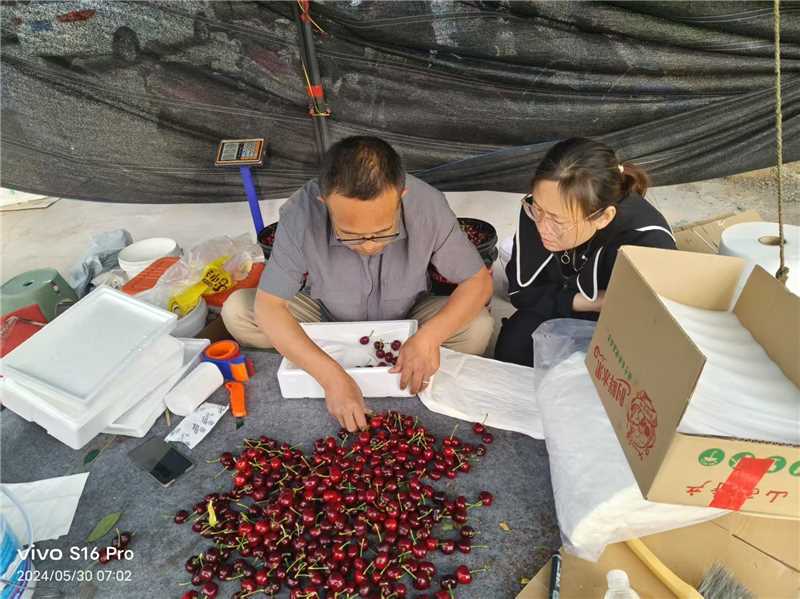 美早樱桃大量上市保质保量，欢迎老板来电咨询