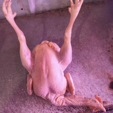 肉种鸡
