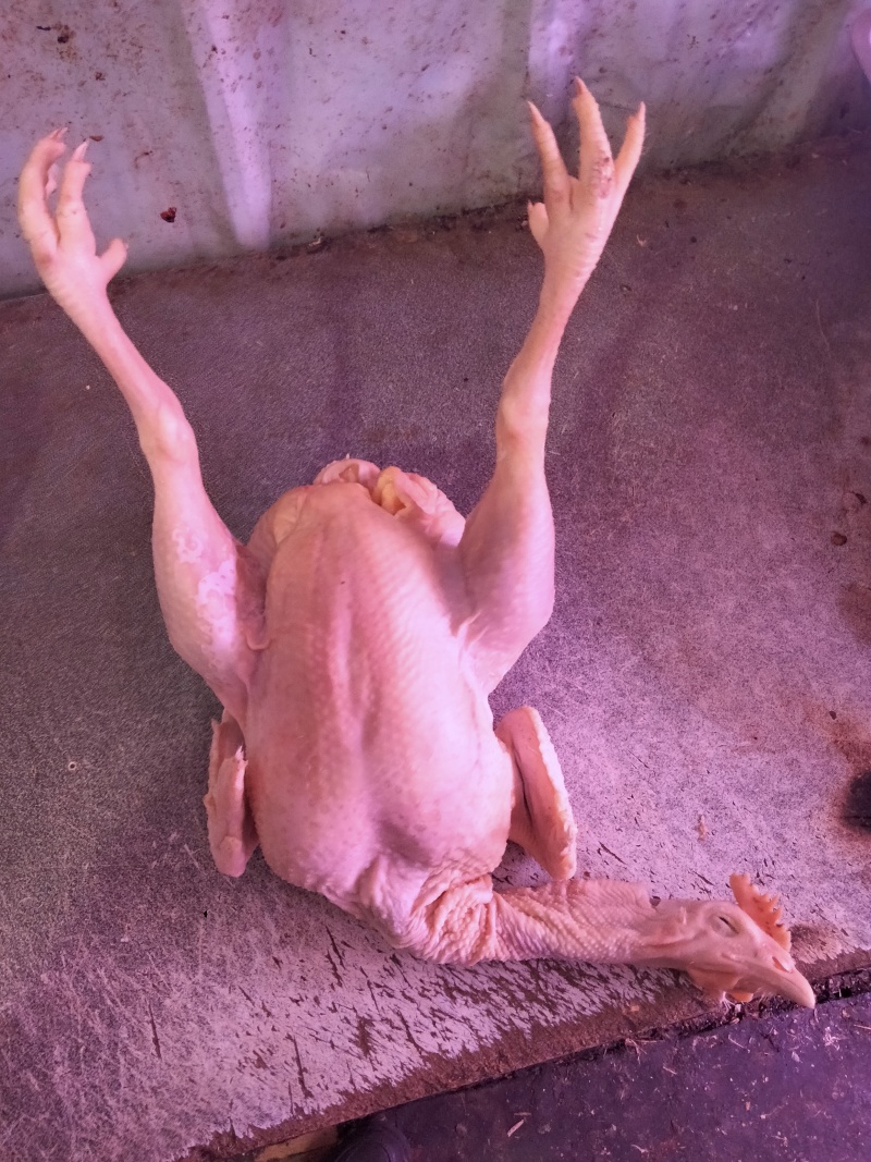 肉种鸡