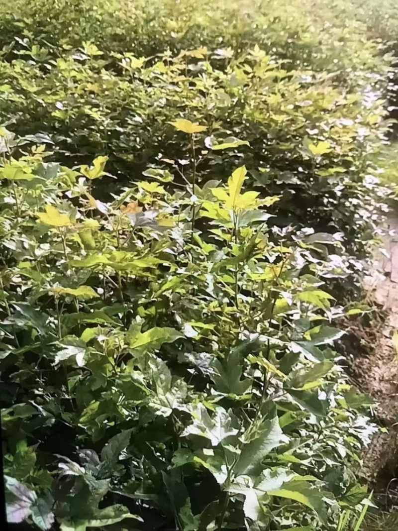 枫香）供应大小不一的杯苗，品质优良，诚信经营，邹家苗圃