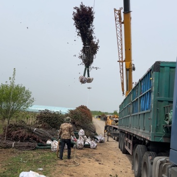 梅花规格齐全提供发票基地直发