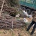 梅花规格齐全提供发票基地直发