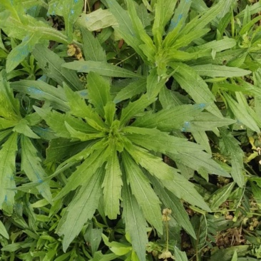 飞蓬草