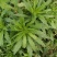 飞蓬草