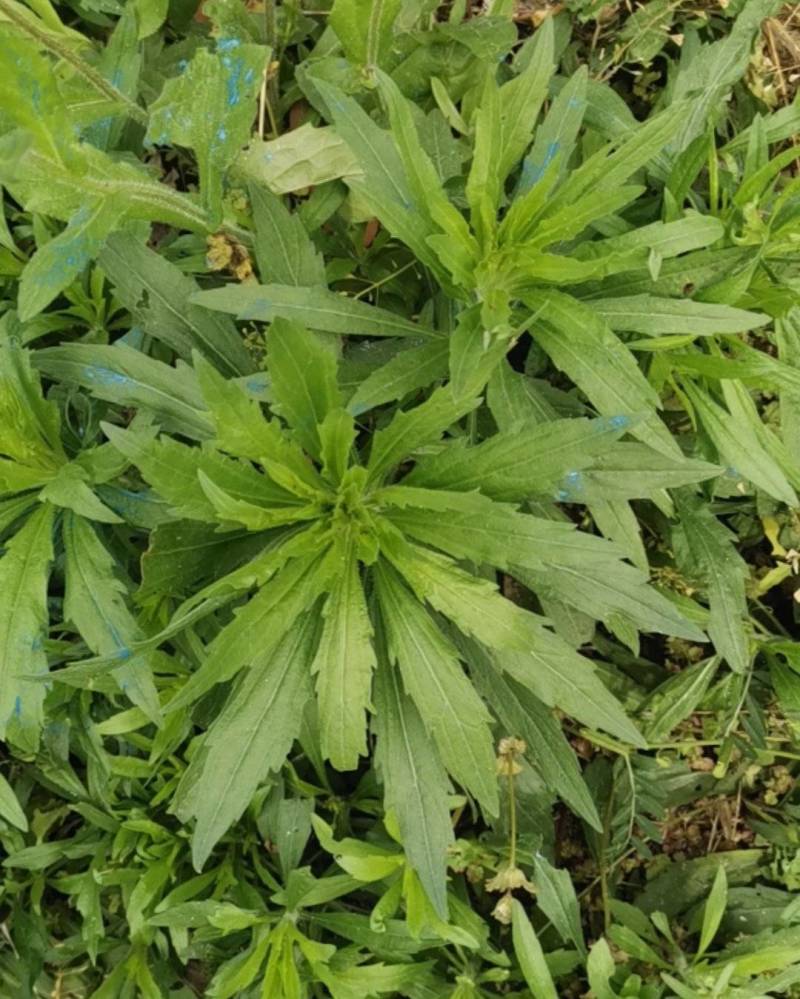飞蓬草