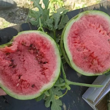 商丘8424西瓜大量上市，保熟保甜产地直发