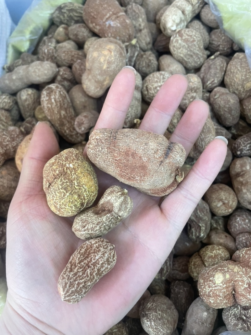 金果榄金牛胆青牛胆大货批发一手货源黄灵参