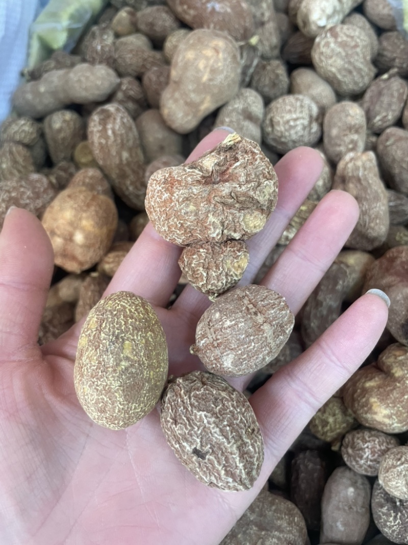 金果榄金牛胆青牛胆大货批发一手货源黄灵参