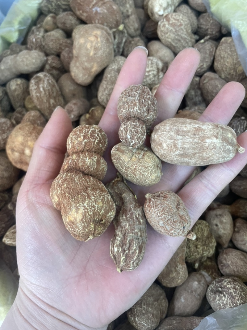 金果榄金牛胆青牛胆大货批发一手货源黄灵参