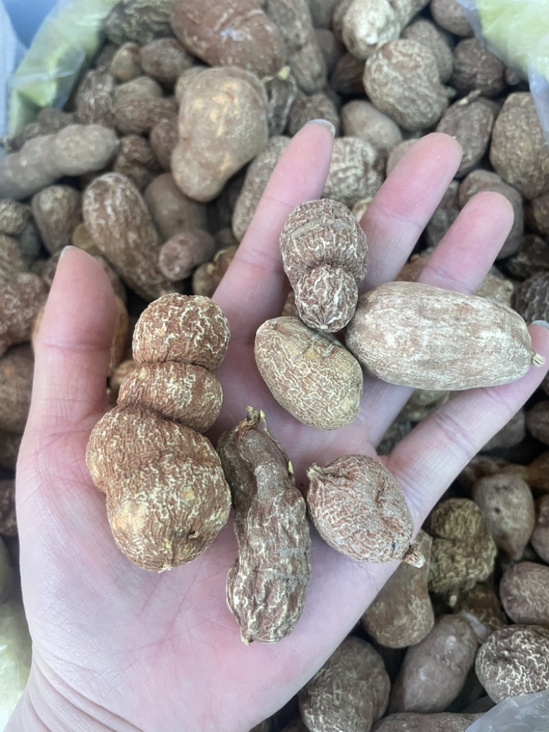 金果榄金牛胆青牛胆大货批发一手货源黄灵参