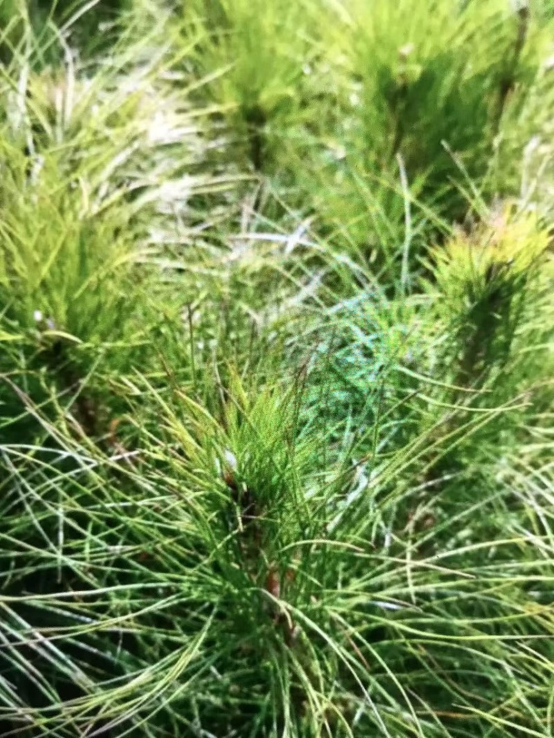 湿地松）奉新县邹家苗圃基地大量供应大小不一的湿地松